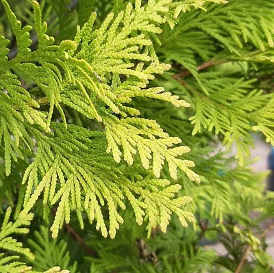 Туя западная Еллоу Риббон (Шар) (Thuja occidentalis Yellow Ribbon Ball)