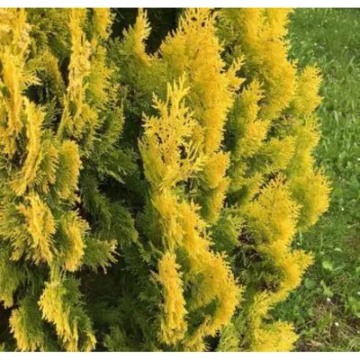 Туя западная Еллоу Риббон ( Thuja occidentalis Yellow Ribbon): продажа,  цена в Ровно. Саженцы декоративных деревьев и кустарников от \"Садовый центр  \"Grandiflora\"\" - 462560484