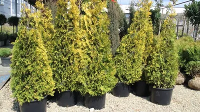 Туя западная \"Еллоу Риббон\"/Thuja occidentalis 'Yellow Ribbon' С30/175-200  pom-pon — цена в Ишимбае, купить в интернет-магазине, характеристики и  отзывы, фото