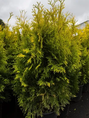 Туя западная Еллоу Рибон (Thuja occidentalis Yellow Ribbon) - Хвойные  растения весна 2024 года - купить туи, сосны, ели.