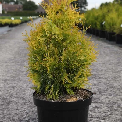 Туя западная Еллоу Риббон купить (Thuja occidentalis Yellow Ribbon)100-120  см | Питомник растений Сосны