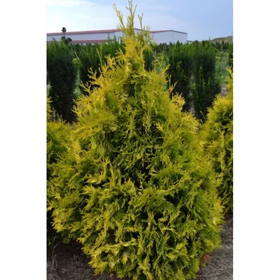 Туя западная Еллоу Риббон 200/+ Thuja Occidentalis Yellow Ribbon 45л (ЗК) —  цена в LETTO