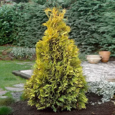 Туя западная Еллоу Рибон (Thuja occidentalis Yellow Ribbon) - Хвойные  растения весна 2024 года - купить туи, сосны, ели.