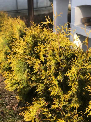 Туя западная Yellow Ribbon (Thuja occidentalis Yellow Ribbon) — Азовский  лесопитомник