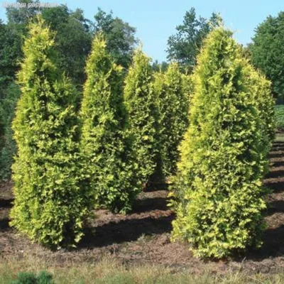 Купить тую западную Еллоу Риббон в Киеве. Саженцы Thuja occidentalis Yellow  Ribbon в контейнерах