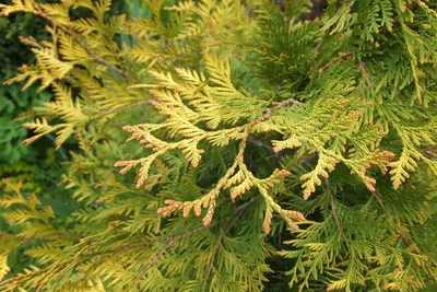 Туя западная Еллоу Риббон (Thuja occidentalis Yellow Ribbon)