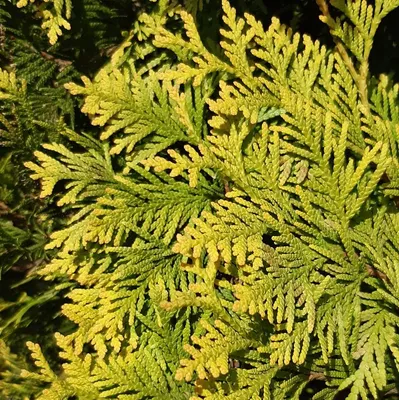 Туя западная Еллоу Риббон Thuja occidentalis Yellow Ribbon | Питомник Тайга