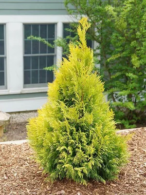 Туя западная \"Еллоу Риббон\"/Thuja occidentalis 'Yellow Ribbon' С30/175-200  pom-pon — цена в Энгельсе, купить в интернет-магазине, характеристики и  отзывы, фото