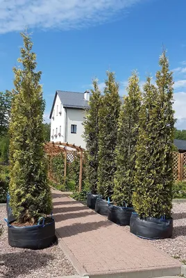 Туя западная Еллоу Риббон (Thuja occidentalis Yellow Ribbon)