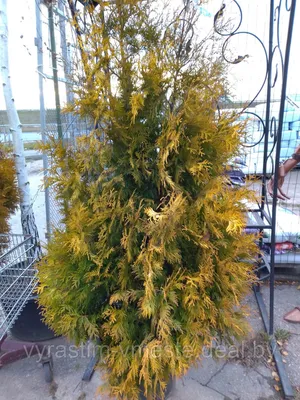 Туя западная Еллоу Риббон (Thuja occidentalis Yellow Ribbon) Р9 — Питомник  Летний сад