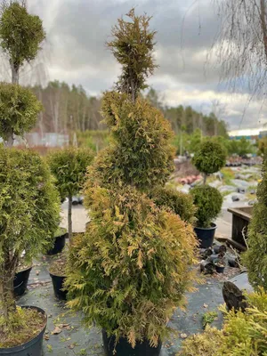 Западна туя Yellow Ribbon (Thuja occidentalis Yellow Ribbon) - Разсадник  Хевис