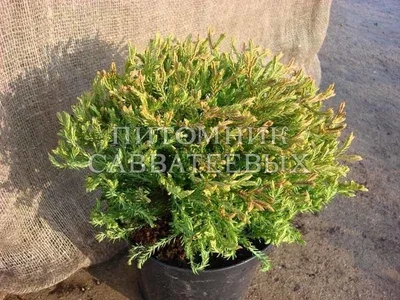 Туя западная 'Голден Таффет'. (Thuja occidentalis 'Golden Tuffet') С7,5  купить в интернет-магазине ЦВІТСАД с доставкой по Украине