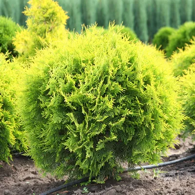 Туя западная Golden Globe 4 годовая, Туя западная Голден Глоб / Глобе,  Thuja occidentalis Golden Globe, цена 140 грн, купить на UB.UA • UB.UA