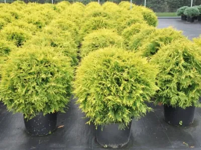 Туя западная Голден Глоб Thuja occidentalis «Golden Globe»