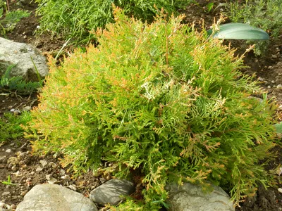 Туя западная Голден Таффет (Thuja occidentalis Golden Taffet) 10л -  Сочинский питомник декоративных растений