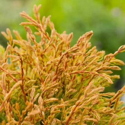 Туя западная Голден Глоб купить (Thuja occidentalis Golden Globe) |  Питомник растений Сосны
