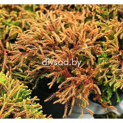 Туя западная `Голден Глоб Вариегата`, Thuja occidentalis `Golden Globe  Variegata` | СадПарад