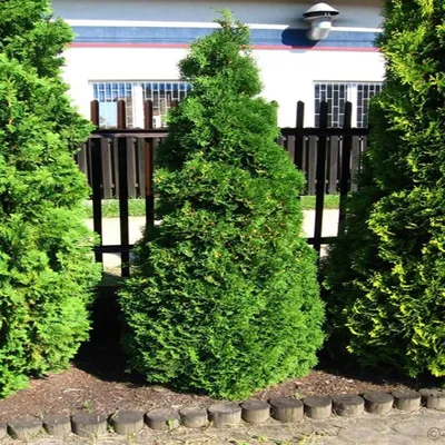 Туя западная Холмструп / Thuja occidentalis Holmstrup, заказать, купить в  Перми, цена - Саженцы хвойных деревьев кустарников - питомник «Анютины  Глазки»