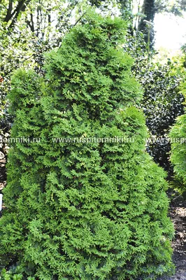 Купить Туя западная \"Холмструп\" (Thuja occidentalis 'Holmstrup') от 399  руб. в интернет-магазине Архиленд с доставкой почтой по Москве и в регионы