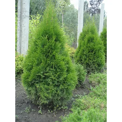 Туя западная Холмструп (Thuja occidentalis Holmstrup)