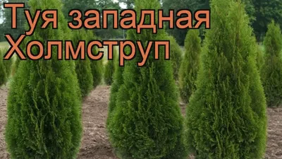 Туя западная Холмструп С3 купить недорого в интернет-магазине товаров для  сада Бауцентр