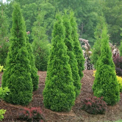 Купить тую западную Брабант. Туя западная Брабант Thuja occidentalis  Brabant крупномерная