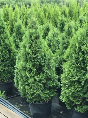 Туя западная Холмструп (Thuja occidentalis Holmstrup) С35 выс. 200-230см |  Питомник \"ВЫРАСТИМ ВМЕСТЕ\"