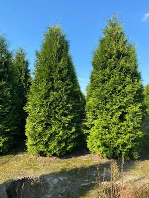 Туя западная Холмструп (thuja occidentalis holmstrup) 🌿 обзор: как сажать,  саженцы туи Холмструп - YouTube