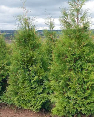 Туя западная Брабант Экстра 🌲 по лучшей цене 5500 руб. в Москве - купить  саженцы туи Brabant Extra в питомнике «Зеленый Рай»