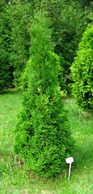 Купить Туя западная \"Брабант\" (Thuja occidentalis 'Brabant') от 399 руб. в  интернет-магазине Архиленд с доставкой почтой по Москве и в регионы