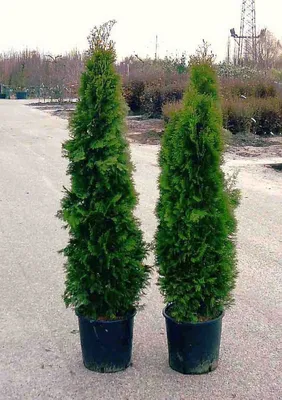 Туя западная 'Холмструп'/Thuja occidentalis 'Holmstrup' С2/30-40 — цена в  Ишимбае, купить в интернет-магазине, характеристики и отзывы, фото