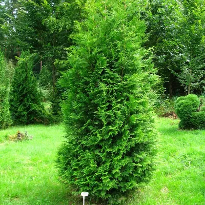 Купить Тую западную 'Холмструп' / Thuja occidentalis 'Holmstrup' с  доставкой в Подмосковье в Сергиевом Посаде в питомнике АгроПАРК