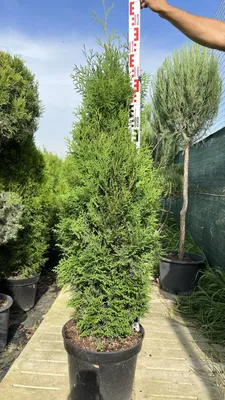 Туя западная Холмструп Thuja occidentalis Holmstrup | Питомник Тайга