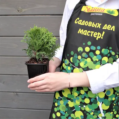 Туя западная Холмстрап Thuja occidentalis Holmstrup