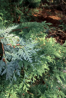 Thuja koraiensis - Туя корейская | Mustila