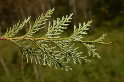 Коллекционный объект БСИ ДВО РАН: Thuja koraiensis (Туя корейская)