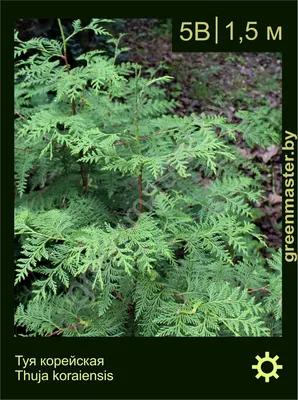 Купить тую корейскую в Киеве. Саженцы Thuja koraiensis в контейнерах в  интернет-магазине