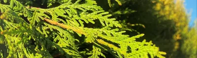 Туя Стэндиша или японская (Thuja Standishii) / Статьи / Древесные породы  мира