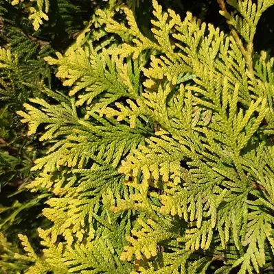 Туя западная Вагнери |Thuja occidentalis Wagneri 100-120 см