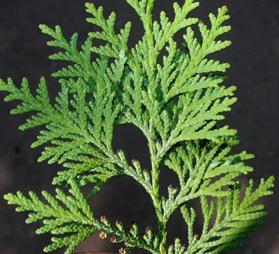 Туя японская (Thuja standishii) — описание, выращивание, фото | на  LePlants.ru