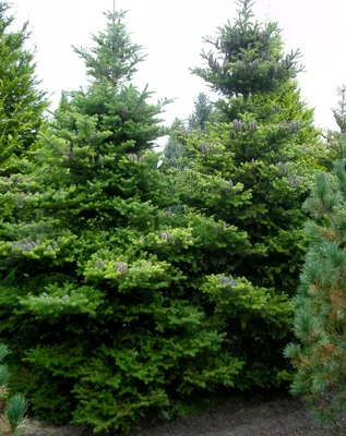 Thuja koraiensis - Image of an specimen - Plantarium