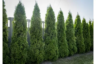 Туя западная Смарагд (Thuja occidentalis Smaragd) - Хвойные растения весна  2024 года - купить туи, сосны, ели.