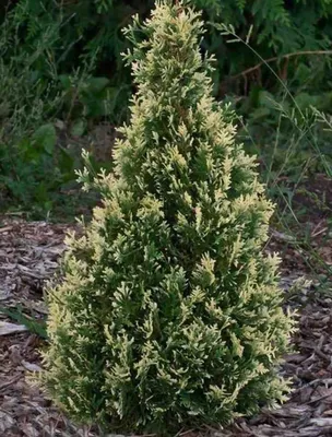 Туя Smaragd 30 см / Туя западная Смарагд 30 см / Thuja occidentalis Smaragd  (ID#1207226672), цена: 85 ₴, купить на Prom.ua