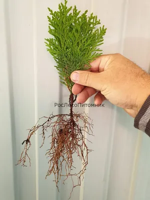 Продажа Thuja occidentalis Smaragd Туя западная Смарагд в Санкт-Петербурге.  Купить в СПб