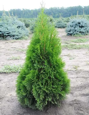 Туя Смарагд Спираль 🌲 по лучшей цене 18500 руб. в Москве - купить саженцы туи  Smaragd Spiral в питомнике «Зеленый Рай»