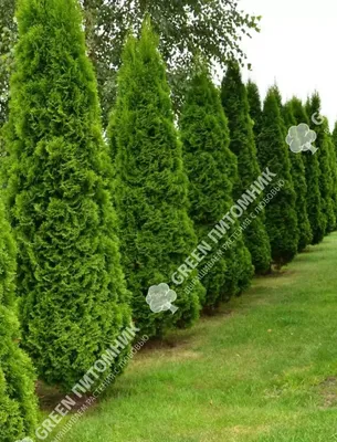 Thuja 'Golden Smaragd', Туя западная 'Голден Смарагд'|landshaft.info