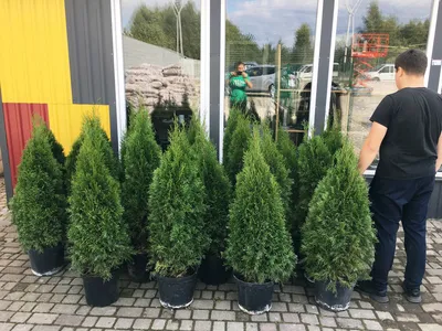 Туя западная Смарагд (Thuja occidentalis Smaragd) - Хвойные растения весна  2024 года - купить туи, сосны, ели.