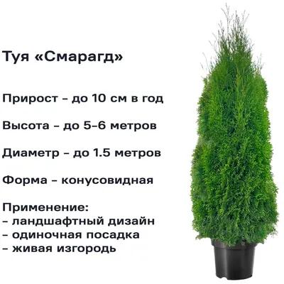 Туя смарагд, туя \"Smaragd\" 110-120 см (ID#1468352275), цена: 330 ₴, купить  на Prom.ua