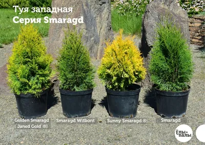 Туя смарагд / Thuja occidentalis 'Smaragd'