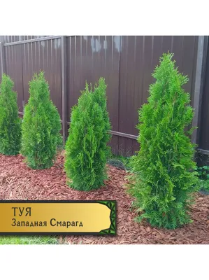 Купить саженцы Туи западной Голден Смарагд 🌱по цене от 1 090₽ из питомника  с доставкой | Питомник «Зелёная Фазенда»